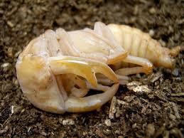 オオクワガタ蛹から成虫過程 初めてのオオクワガタ飼育産卵と人気クワガタランキング